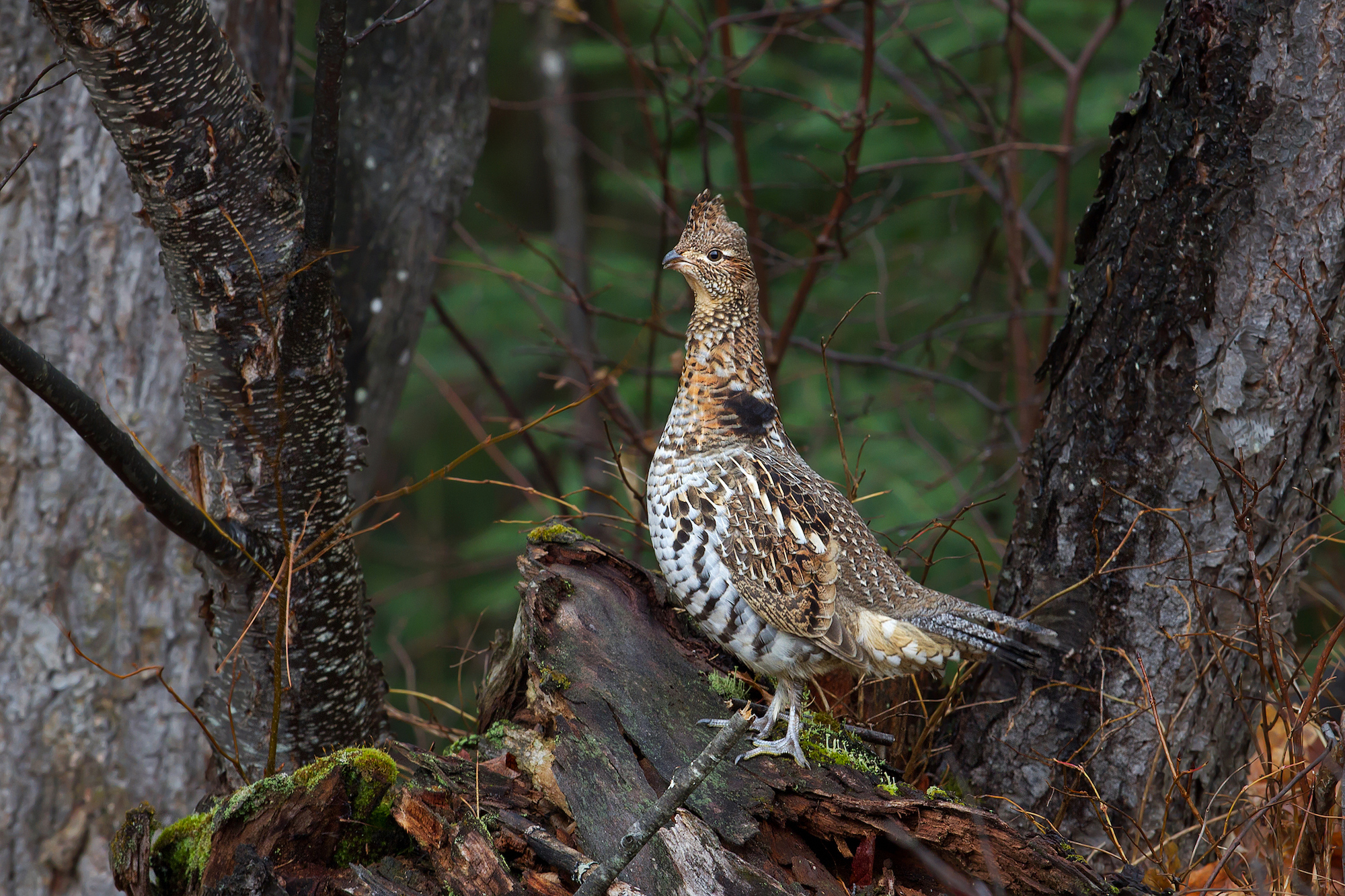 canadian grouse poacher option 3