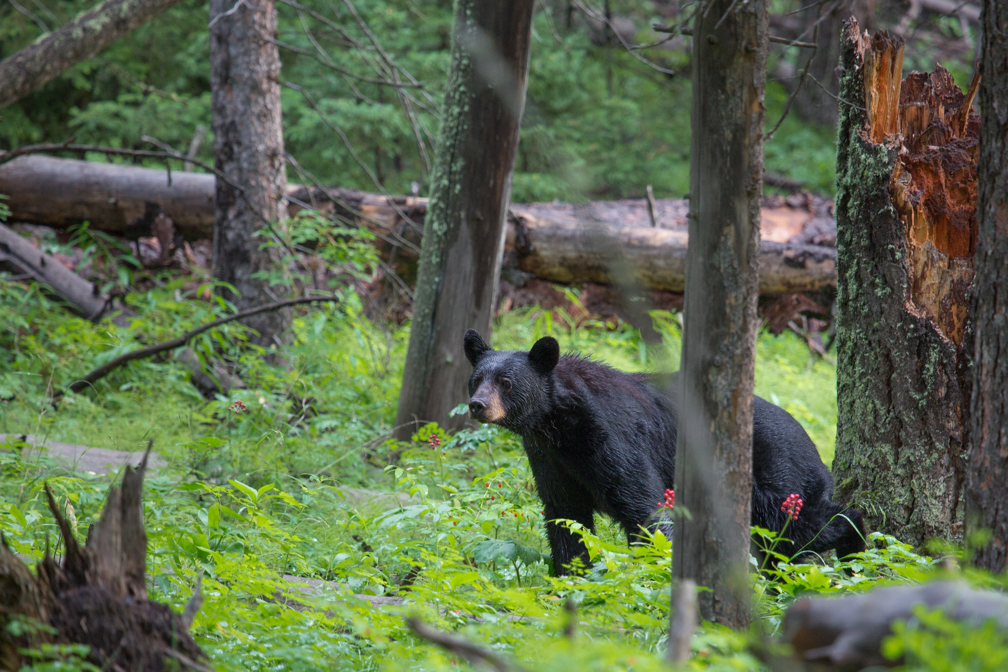 Bear hibernation ends in spring.