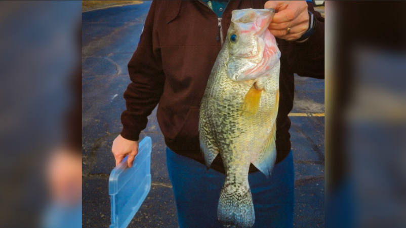 A white crappie caught in Kansas.