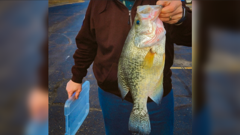 Wardens Find Steel Weights Inside State Record Crappie