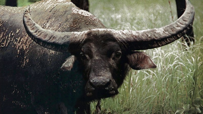 Asian buffalo