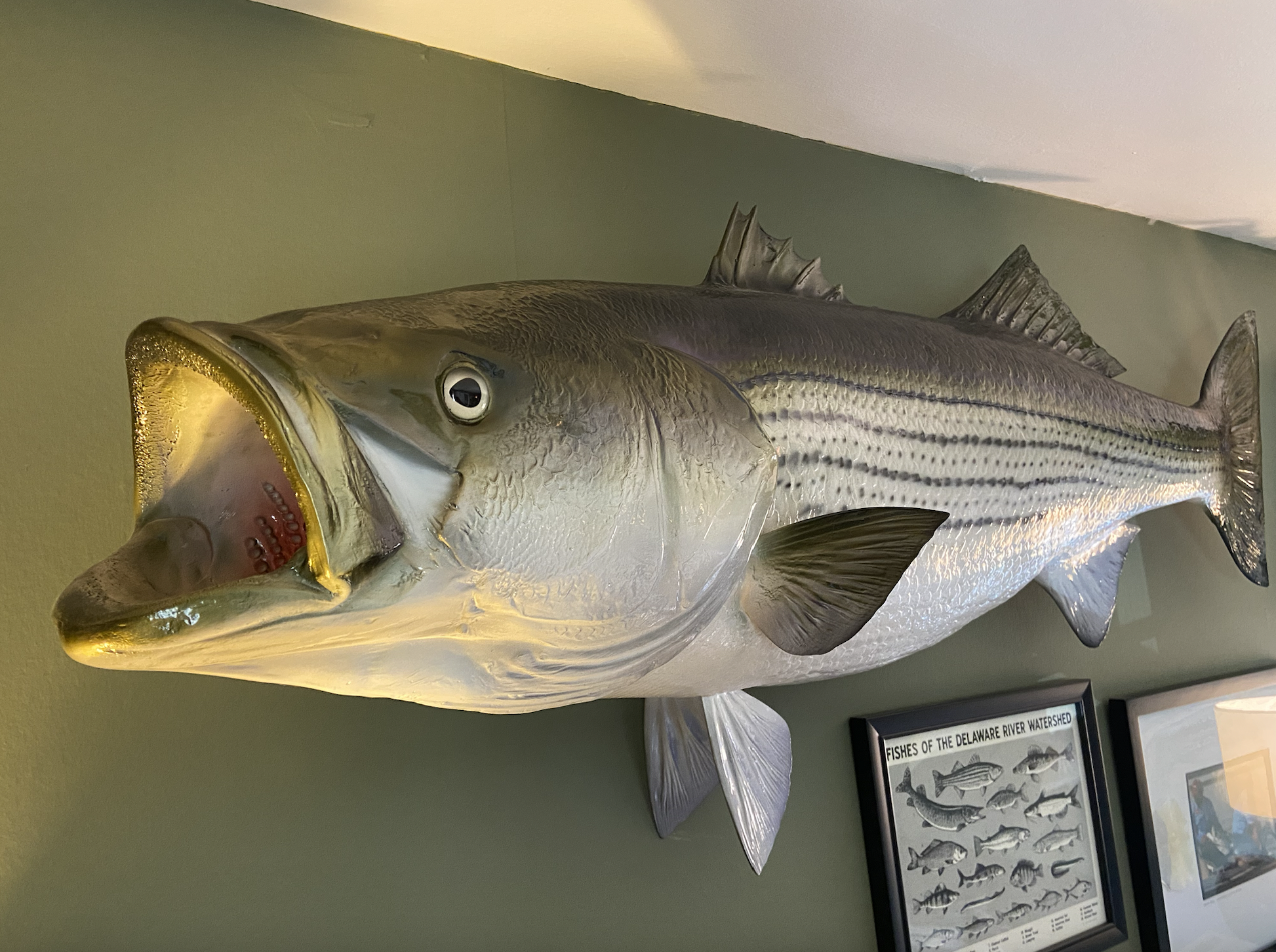 striped bass taxidermy