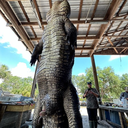 Alligator Recipes from a Florida Chef | Outdoor Life