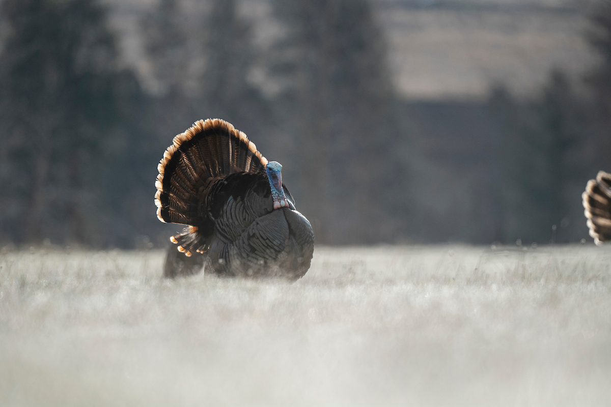 wild turkey