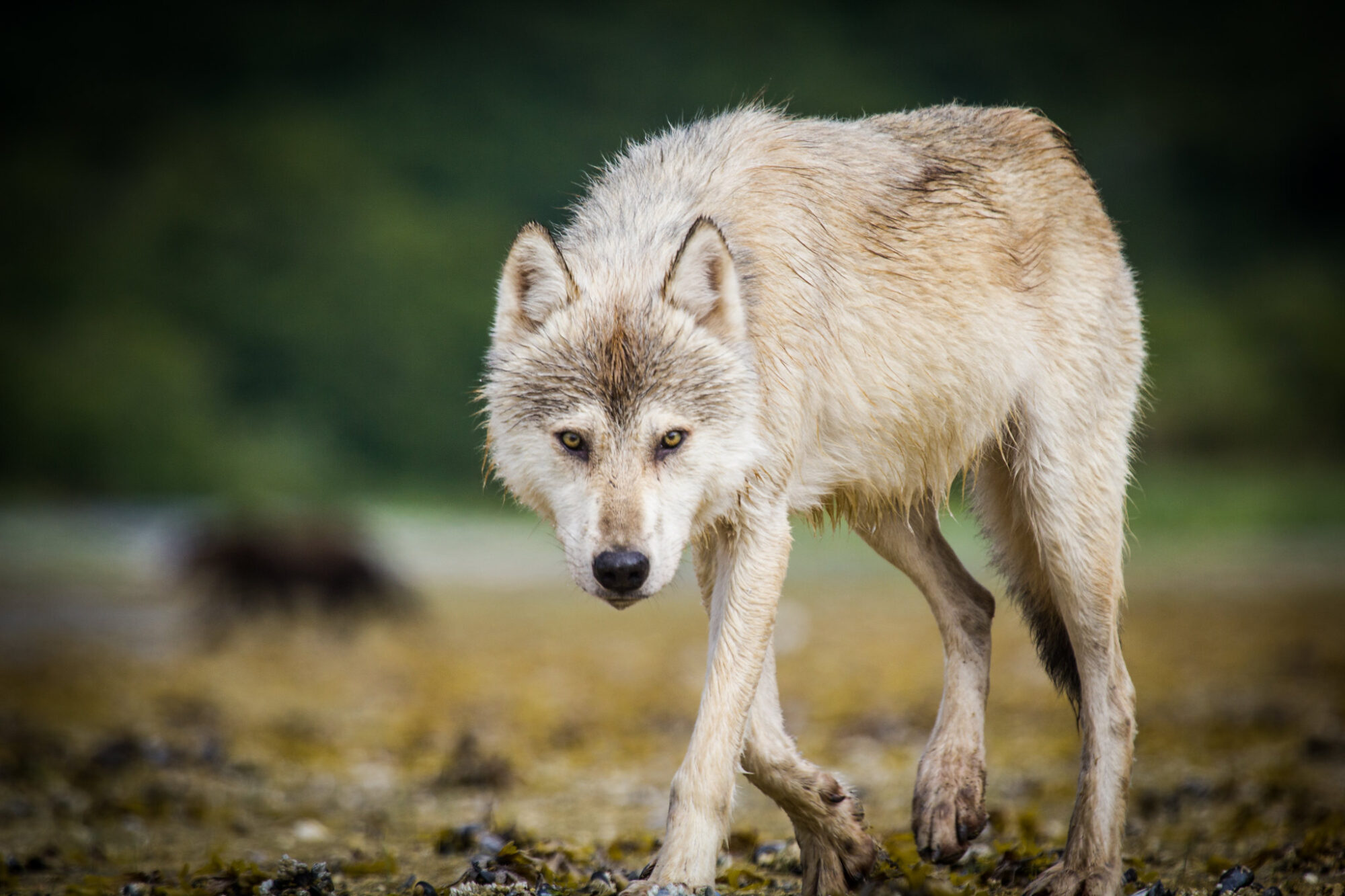 Minnesota DNR Weekly Report – Be Alert With Your Pets Due To Numerous Wolf  Attacks