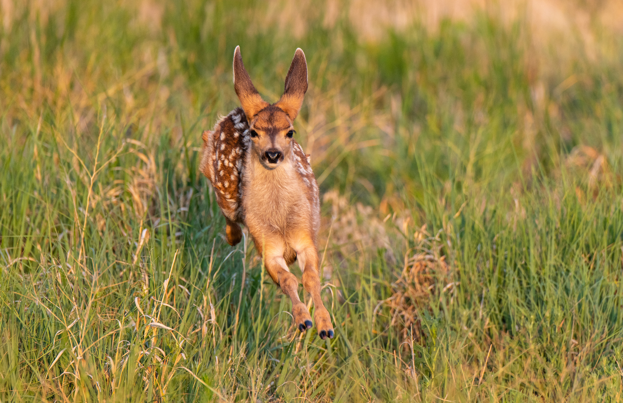 dog kills deer