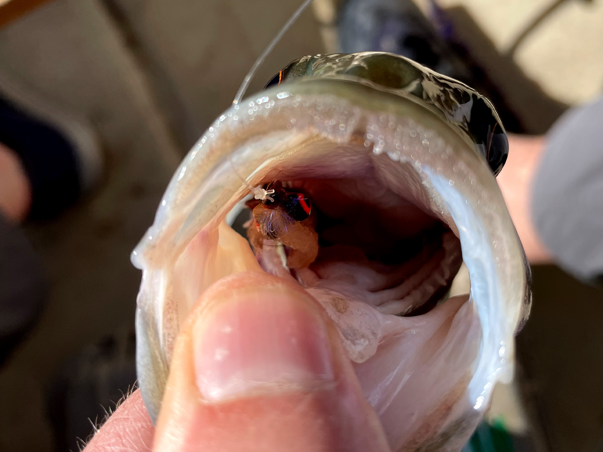 Bass flies that can easily be thrown with a 5wt? : r/flyfishing