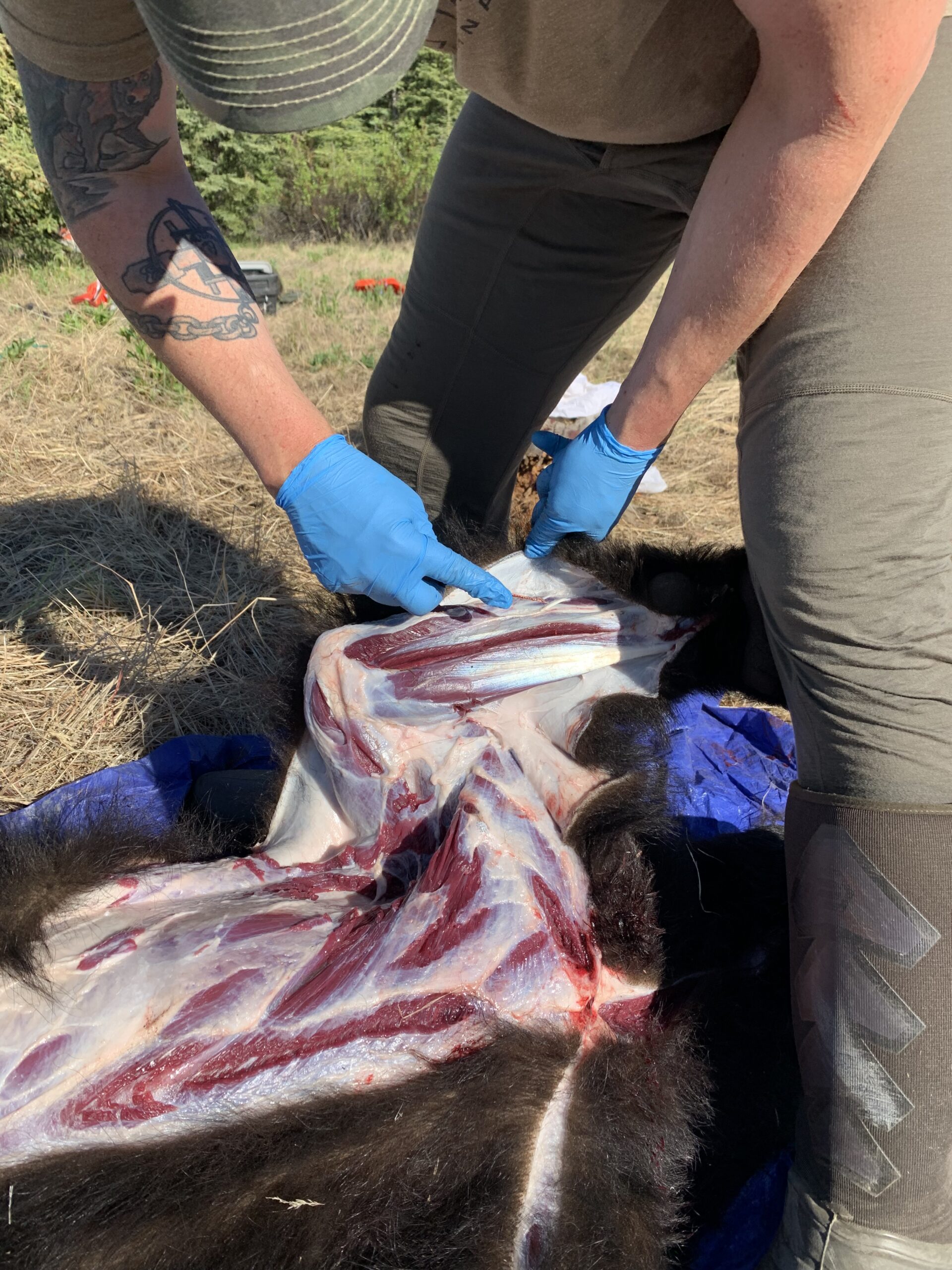 The Mystery of Bear Meat, From Field to Table