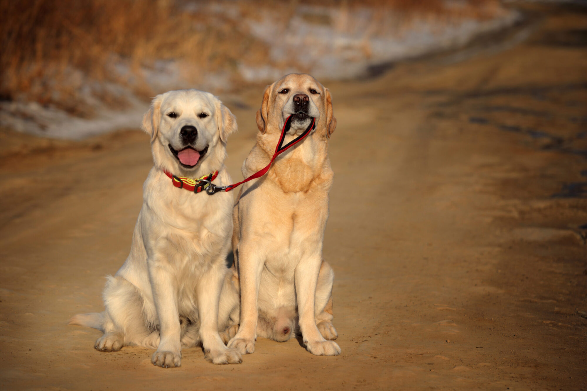 Difference between labs and shops goldens