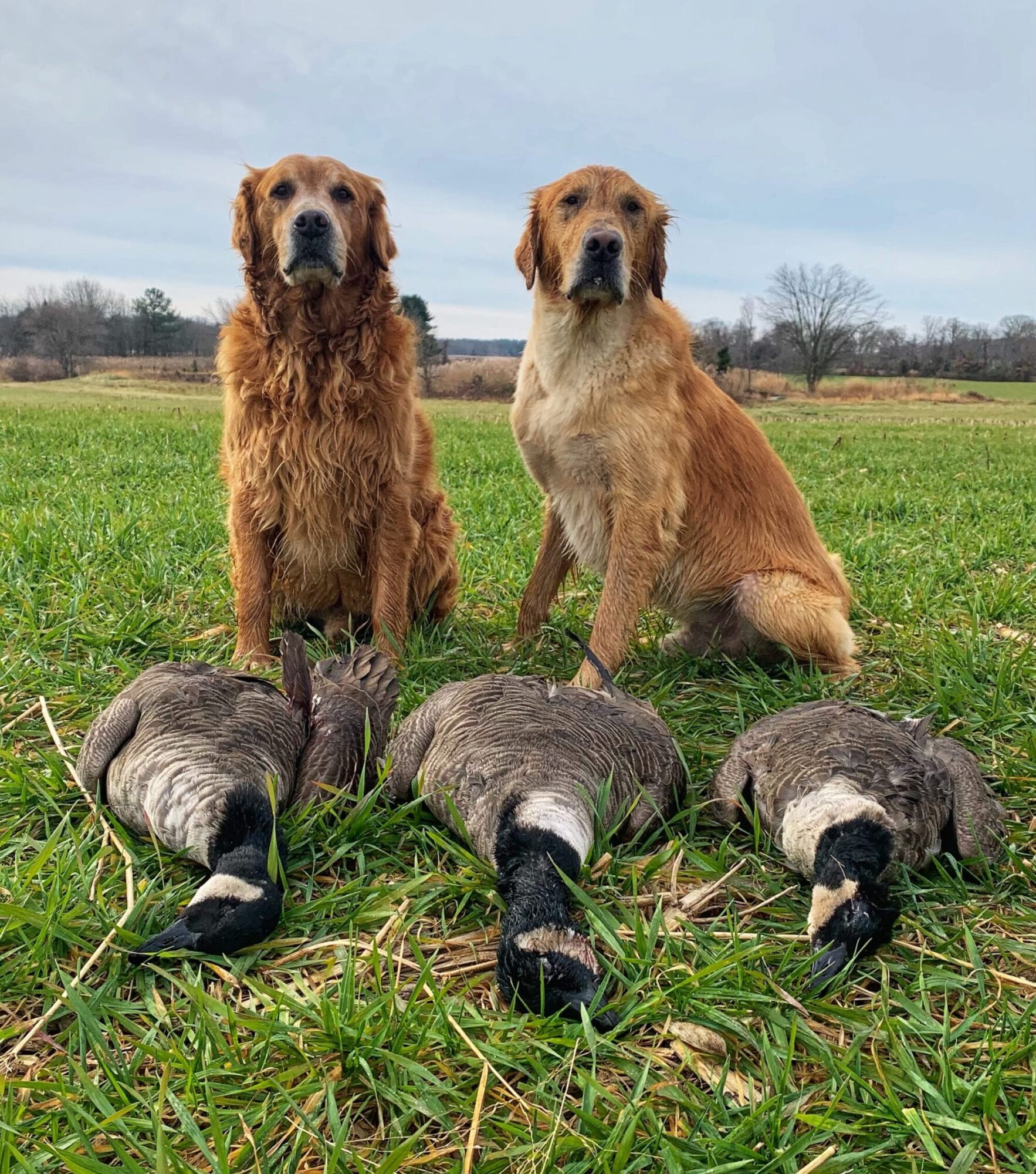 Bird store dog retriever