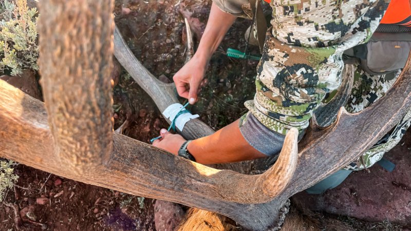 A hunter in camo secures a tag around the antlers of a nice elk.