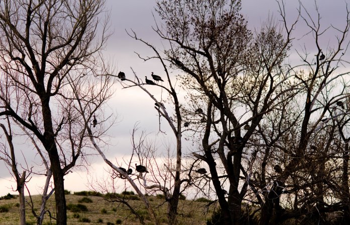 roosting turkeys