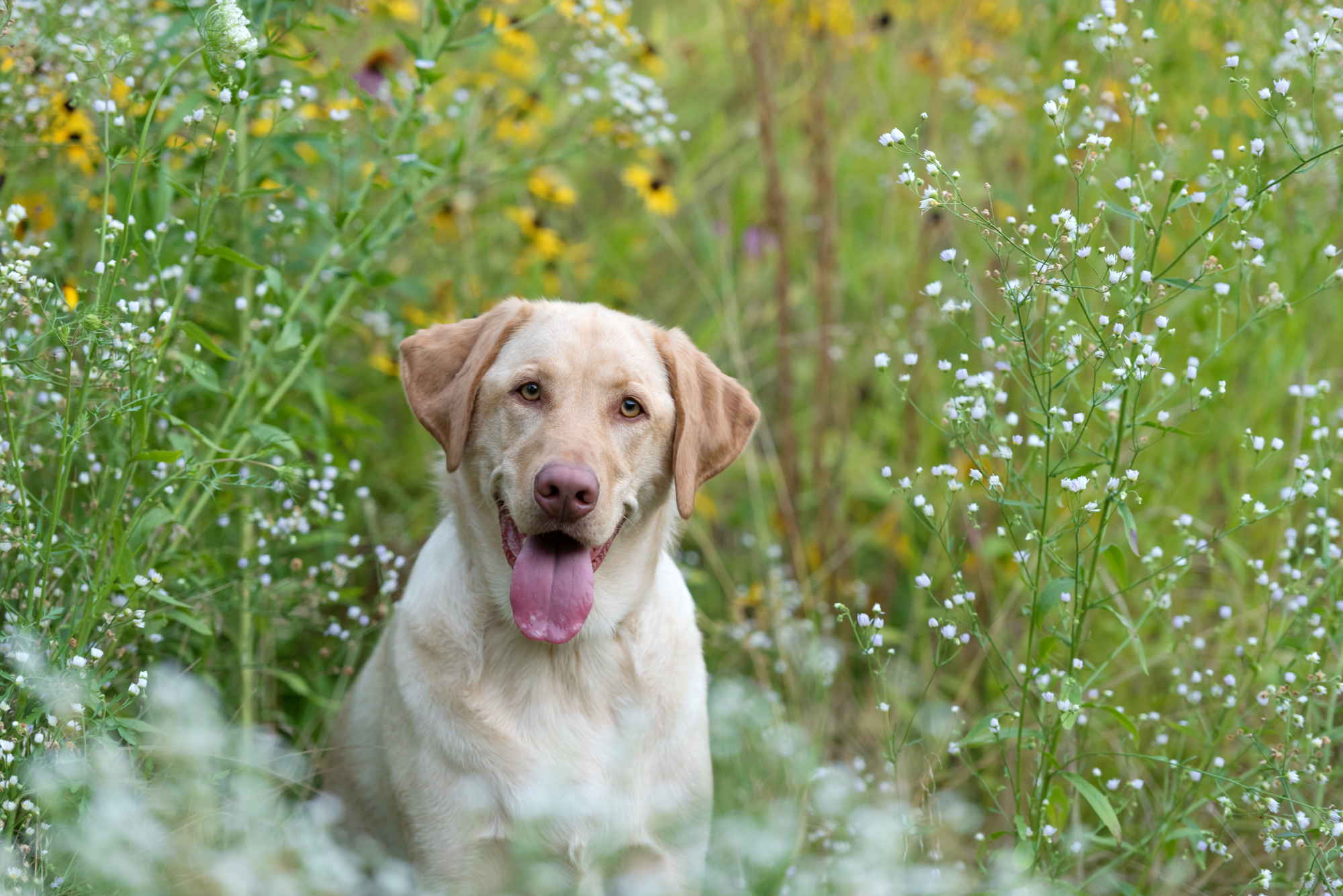 Everything You Ever Wanted to Know About Labrador Retriever Colors ...