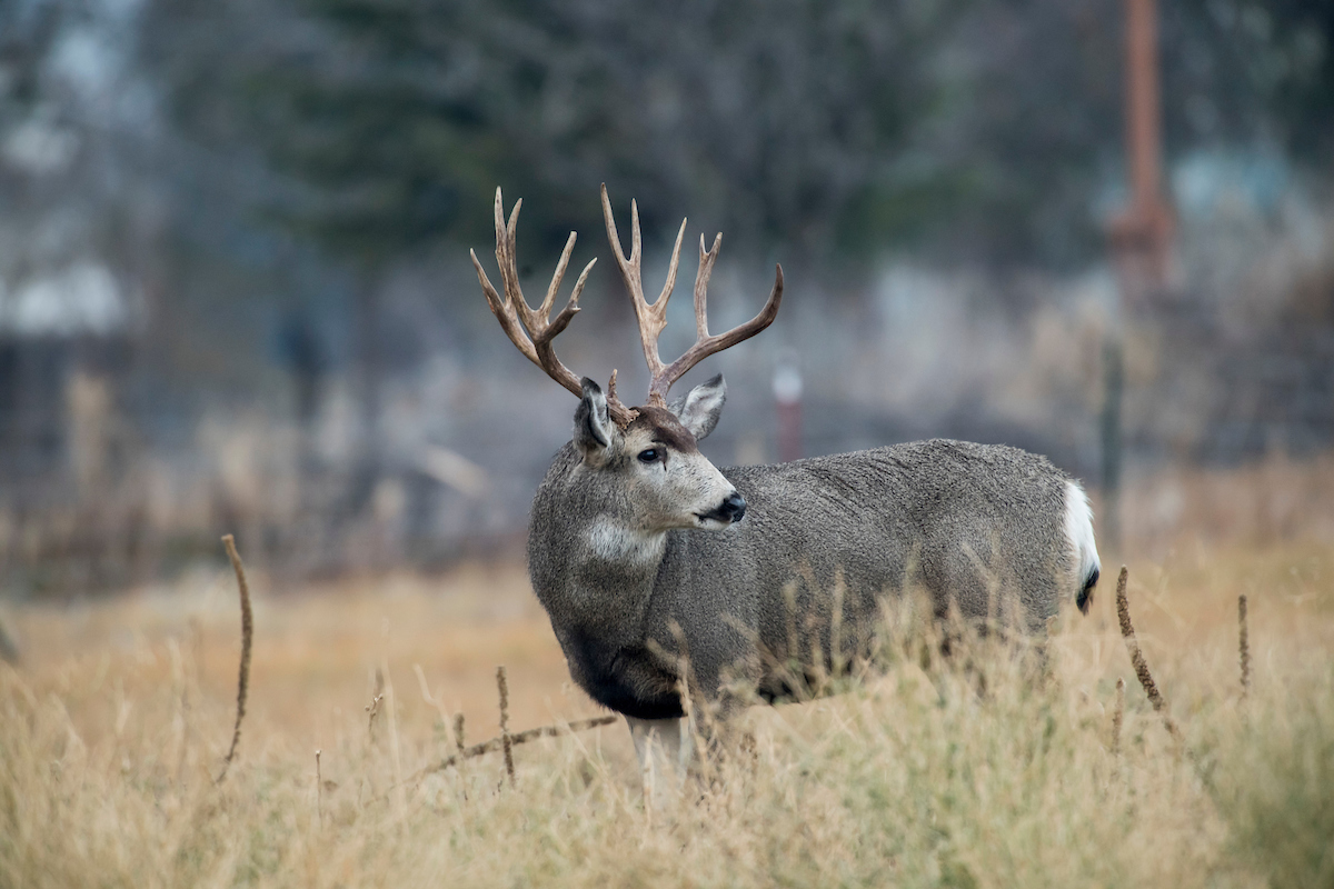 mule deer