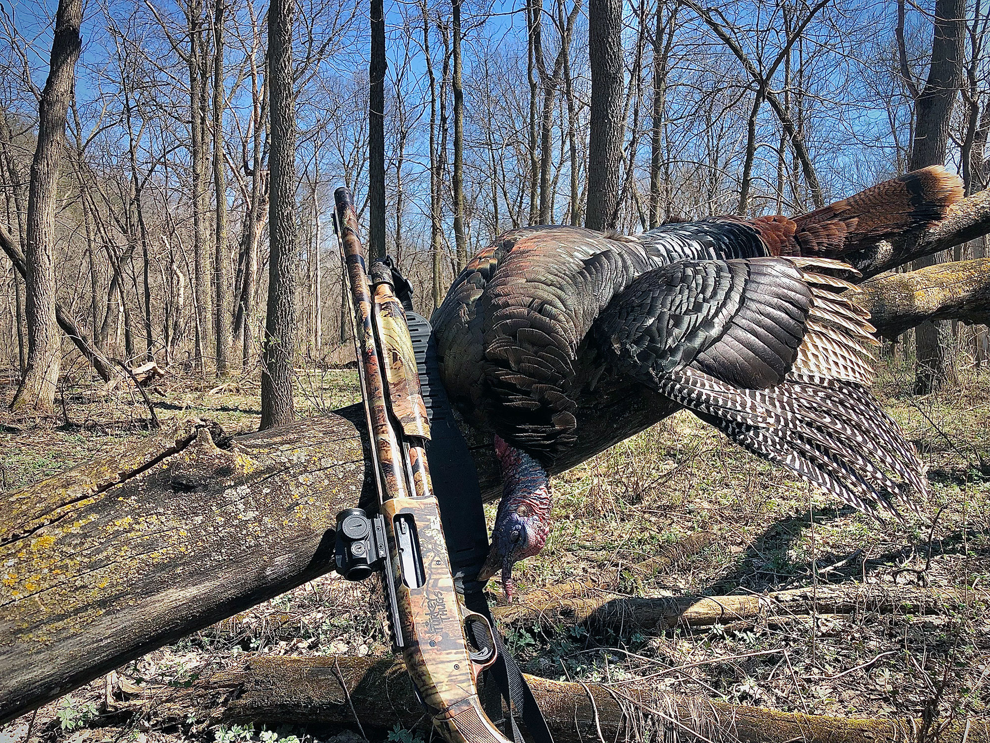 where to shoot a turkey