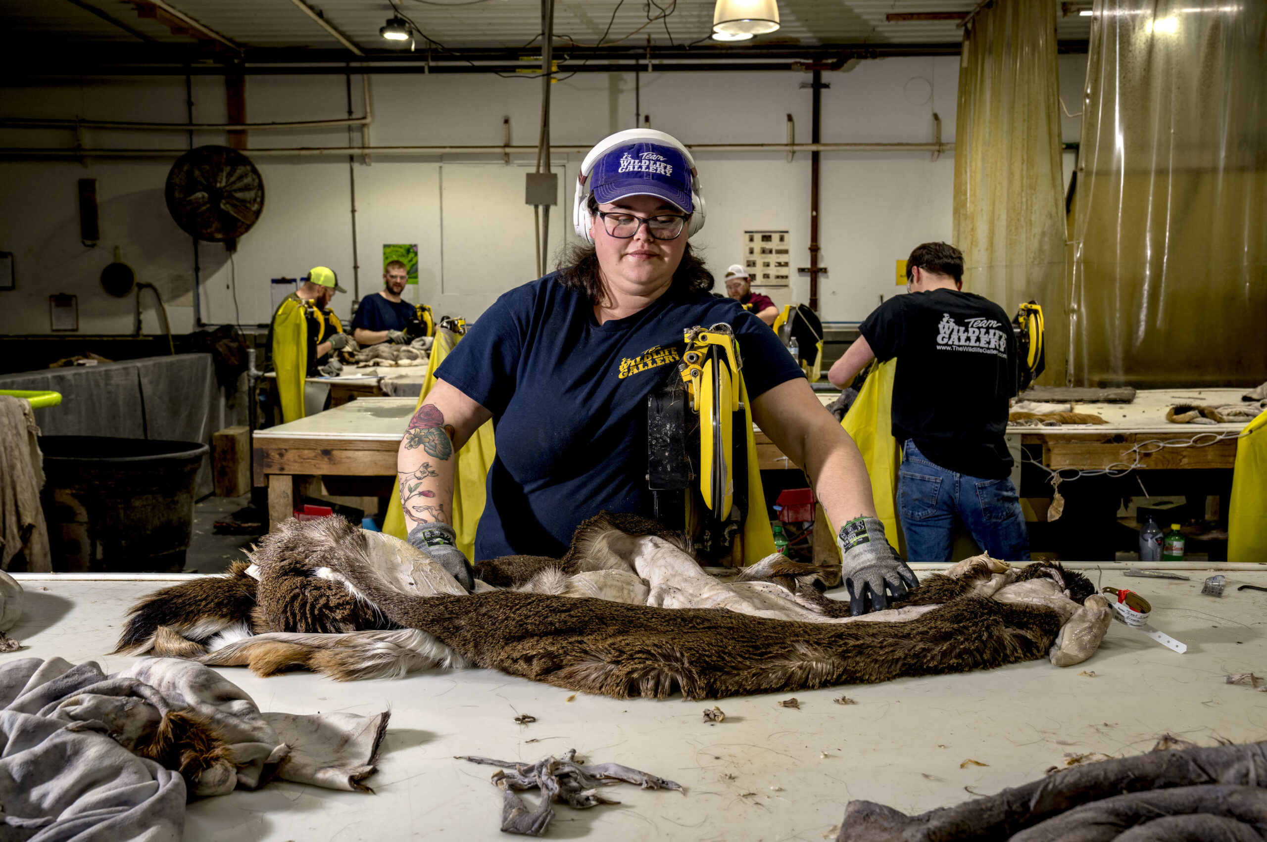 A tannery employee removes extra tissue from a hide.