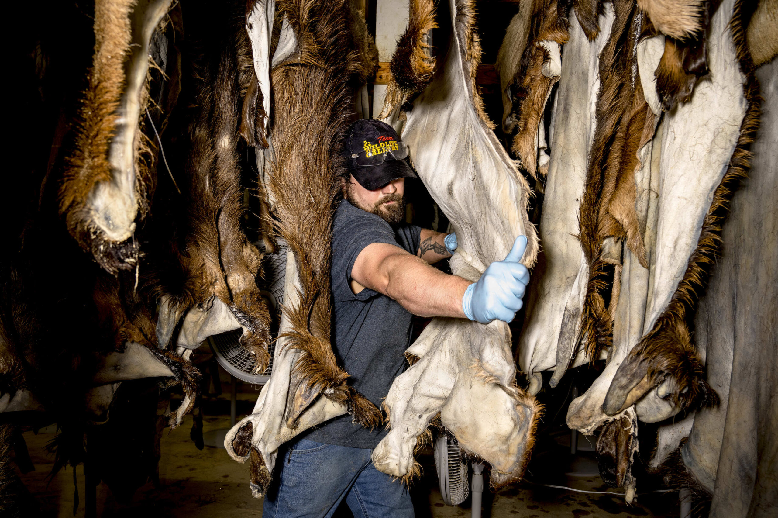 Stretching hides at a tannery.