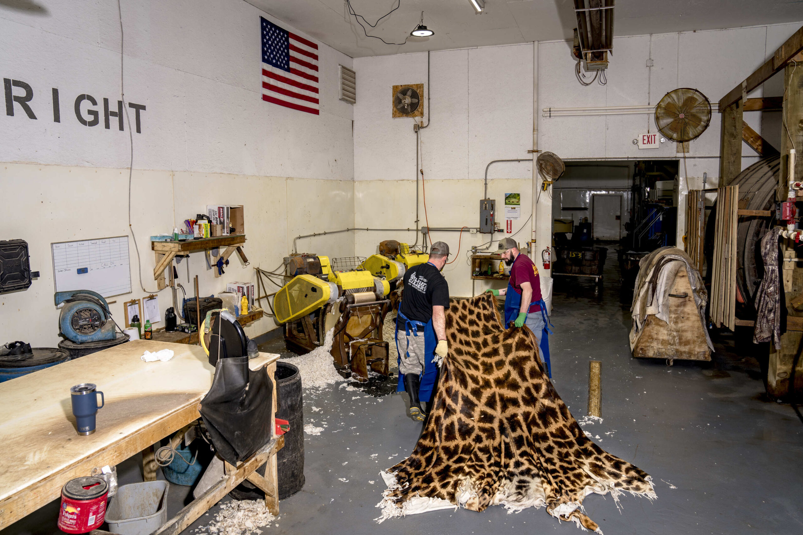 Two employees wash a giraffe hide at a tannery.