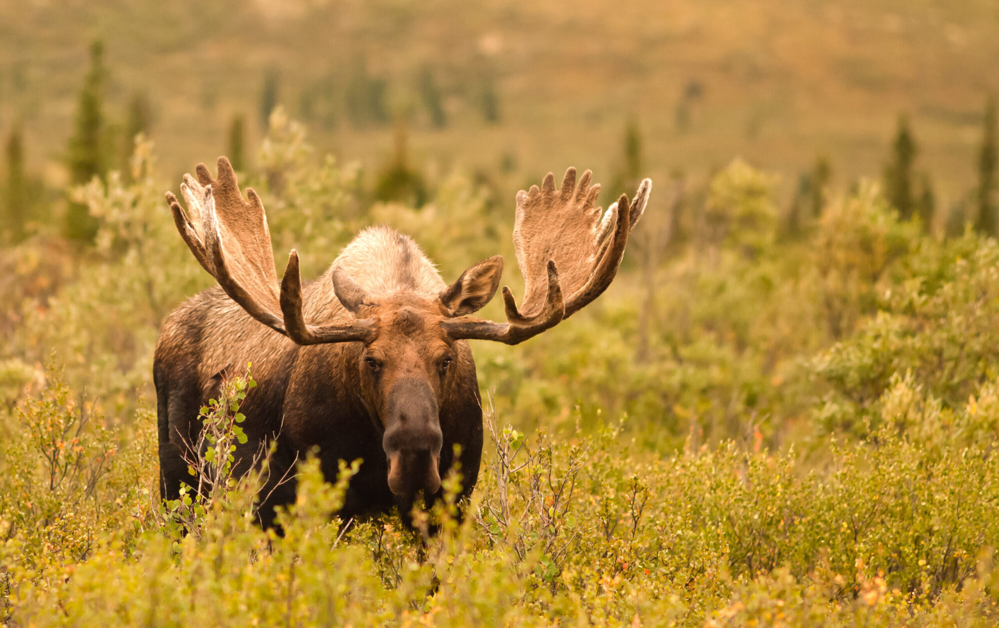 alaska moose