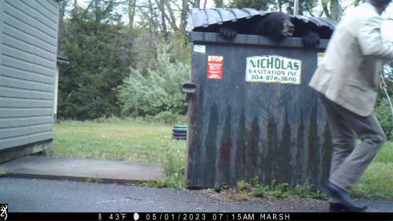 Black bear in dumpster scares principal.