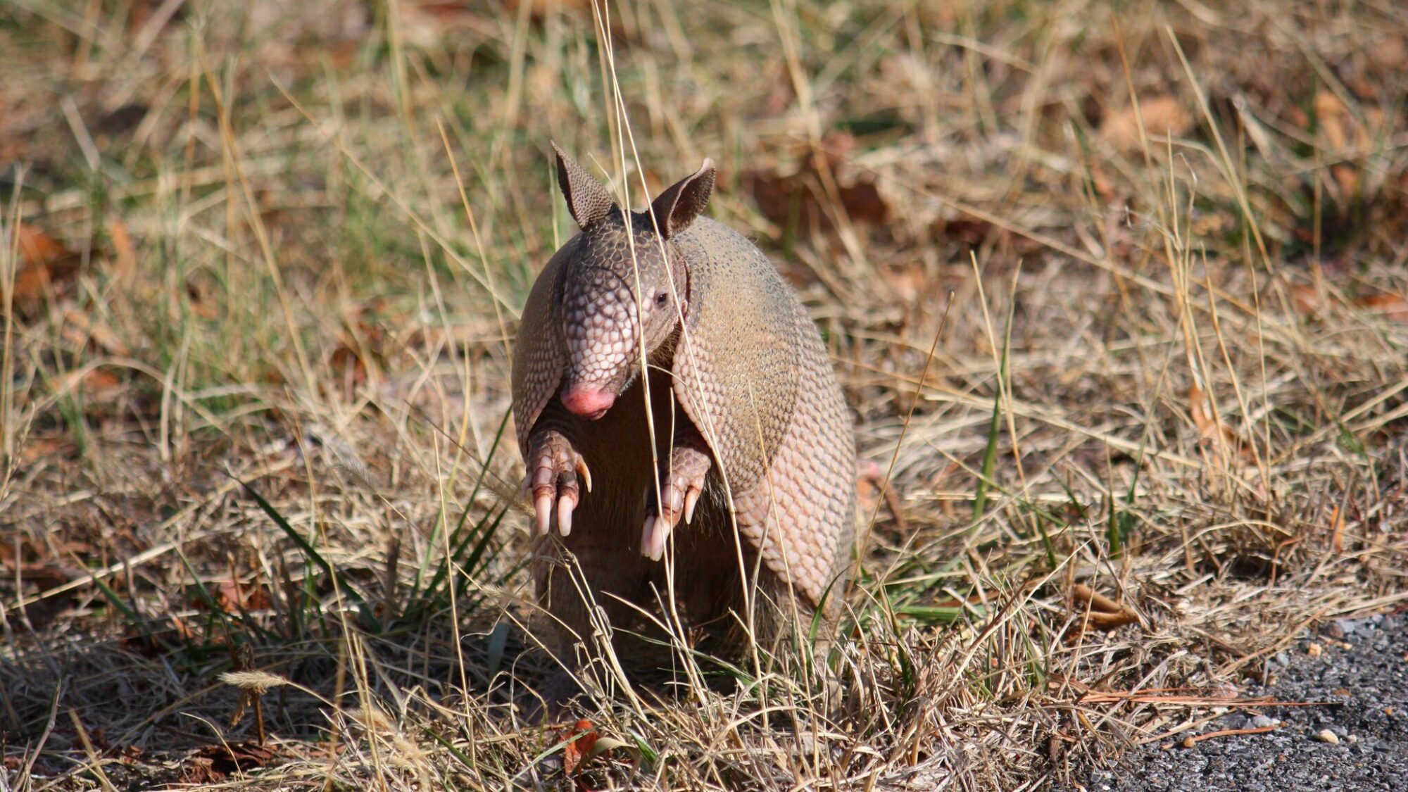 Named Armadillo. I tried all different kinds of bait in my