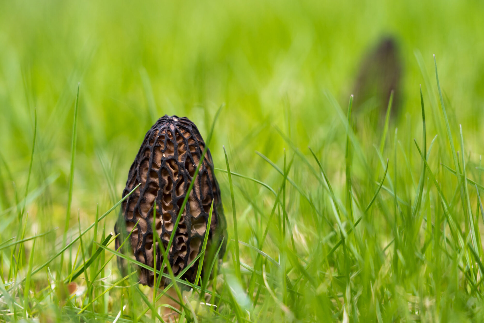 6 Types of Edible Mushrooms | Outdoor Life