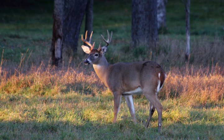 KY deer head cwd lawsuit