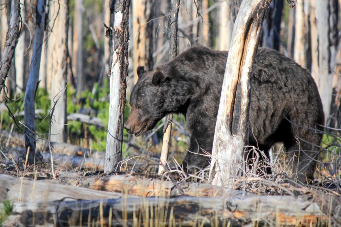 A dark-coated grizzly bear in the woods.