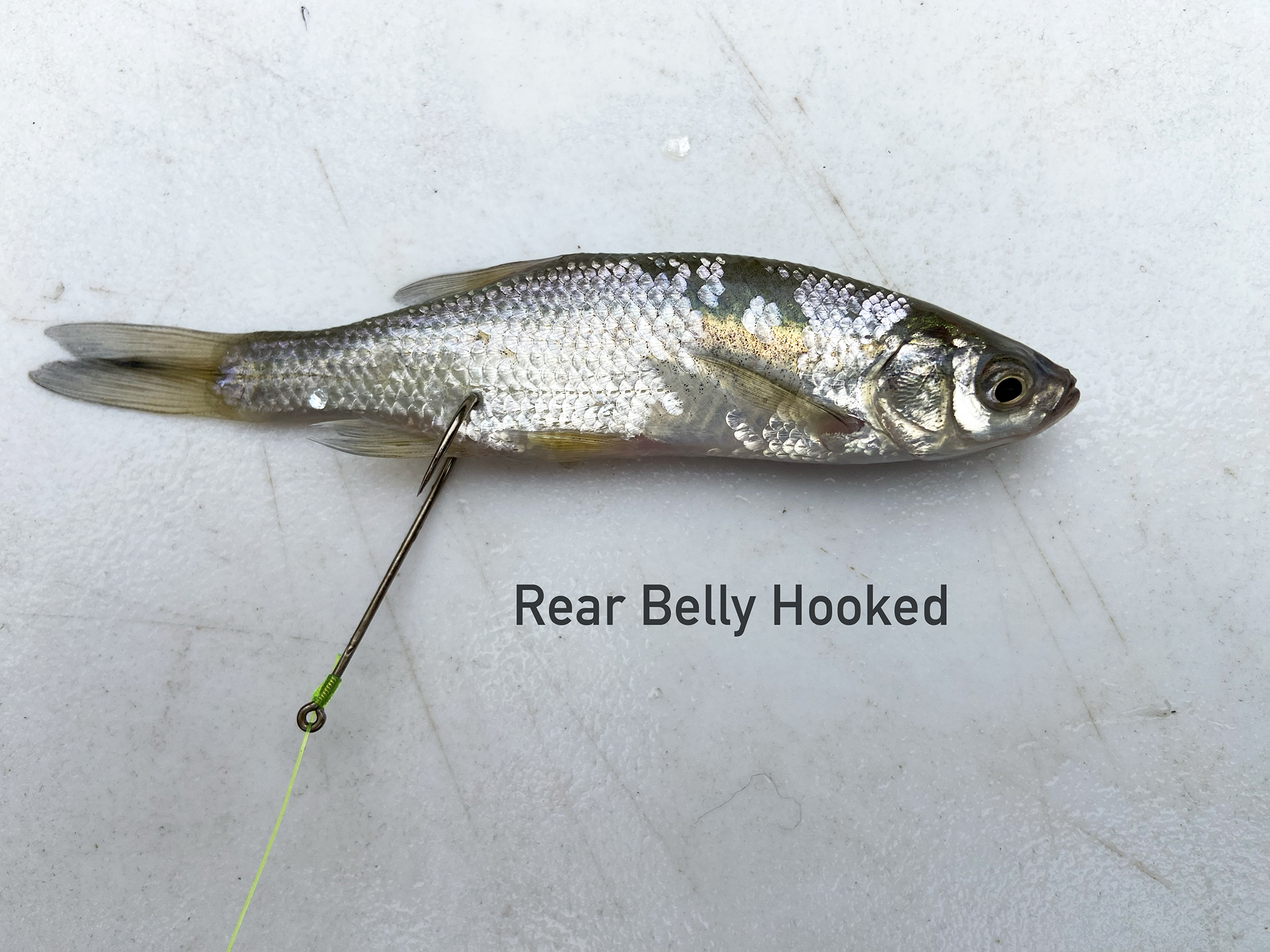 shiner hook belly