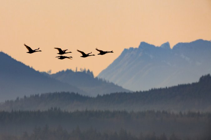 utah swan hunting proposal 1