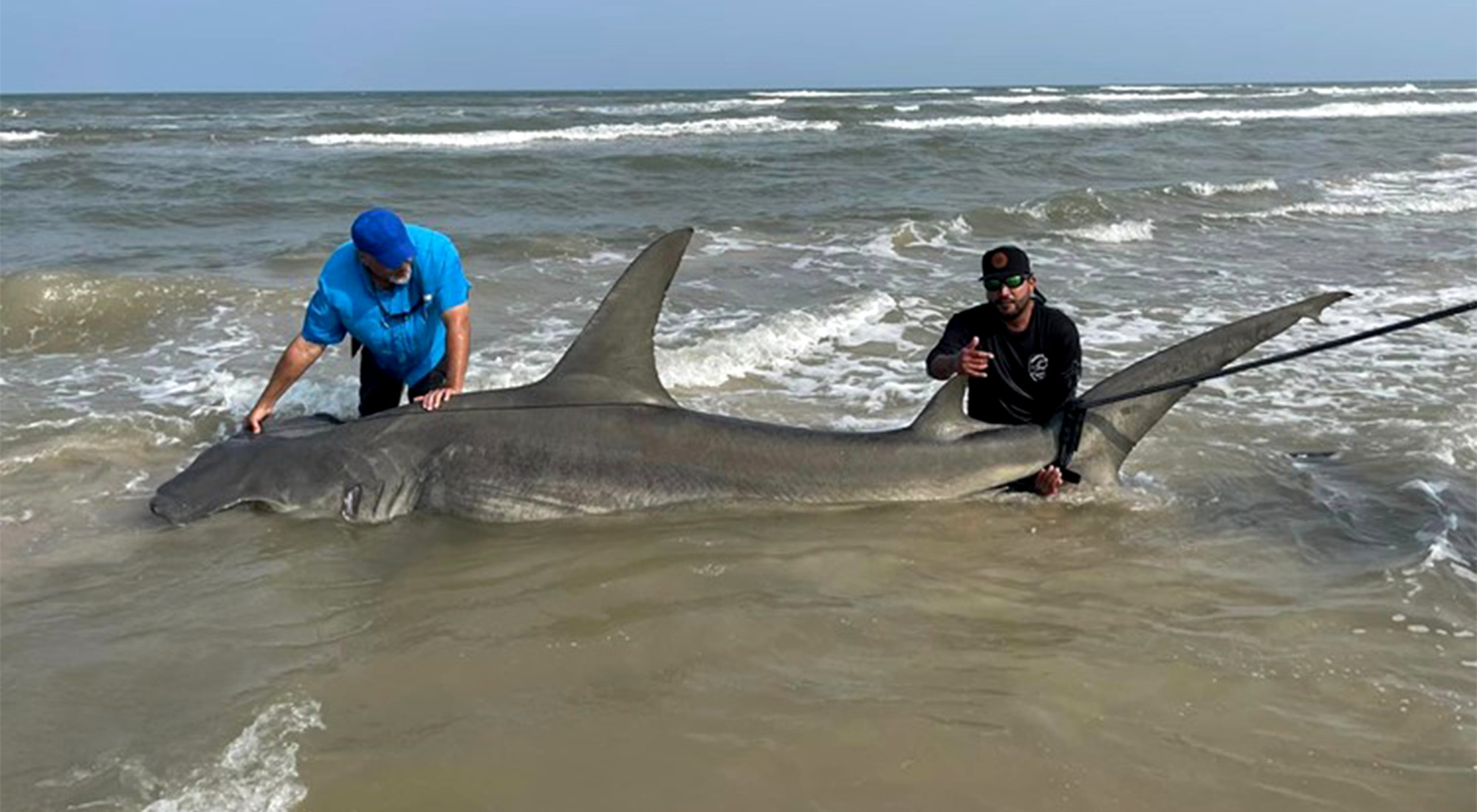 Texas half-ton hammerhead