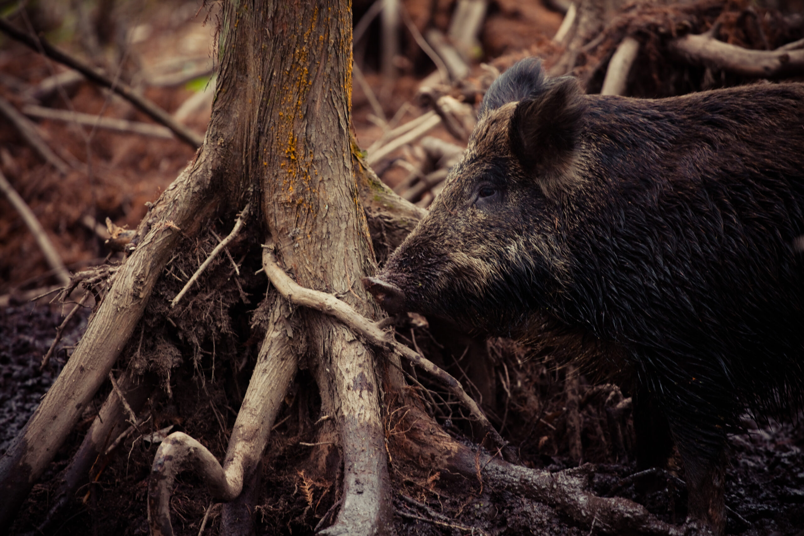 feral pigs