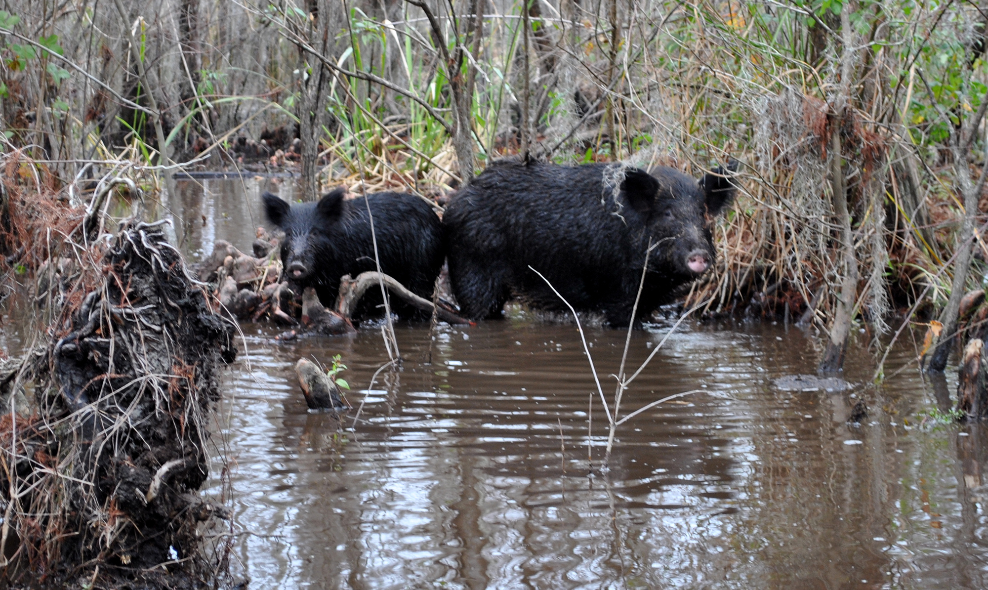 wild hogs