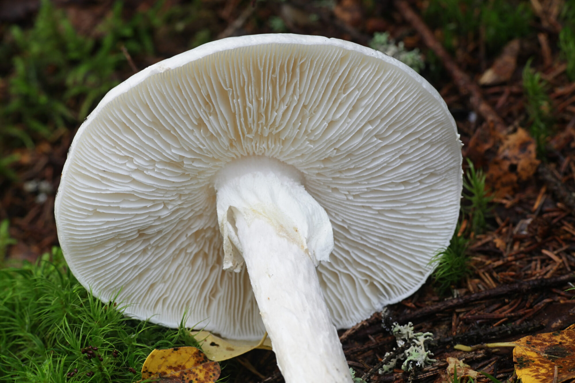 destroying angel mushroom