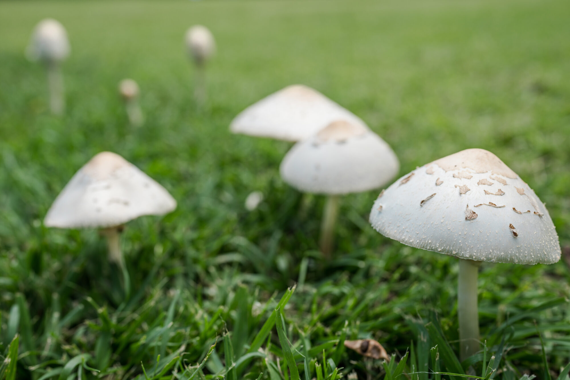 5 Poisonous Mushrooms To Avoid Outdoor Life 4071