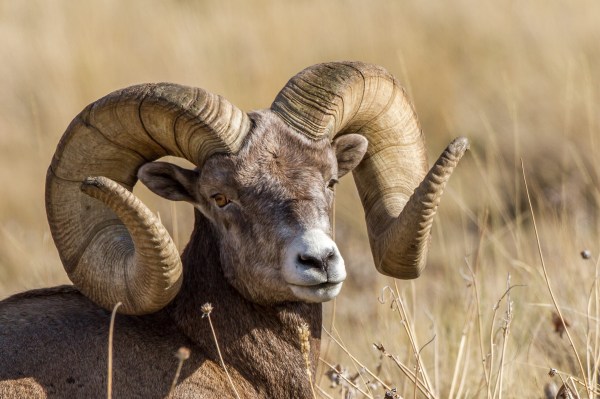 New World-Record Bighorn Ram Picked Up in Alberta