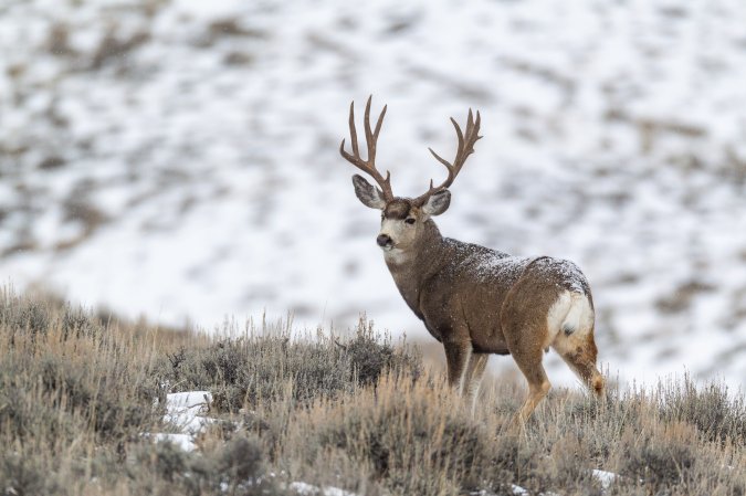 mule deer buck winter