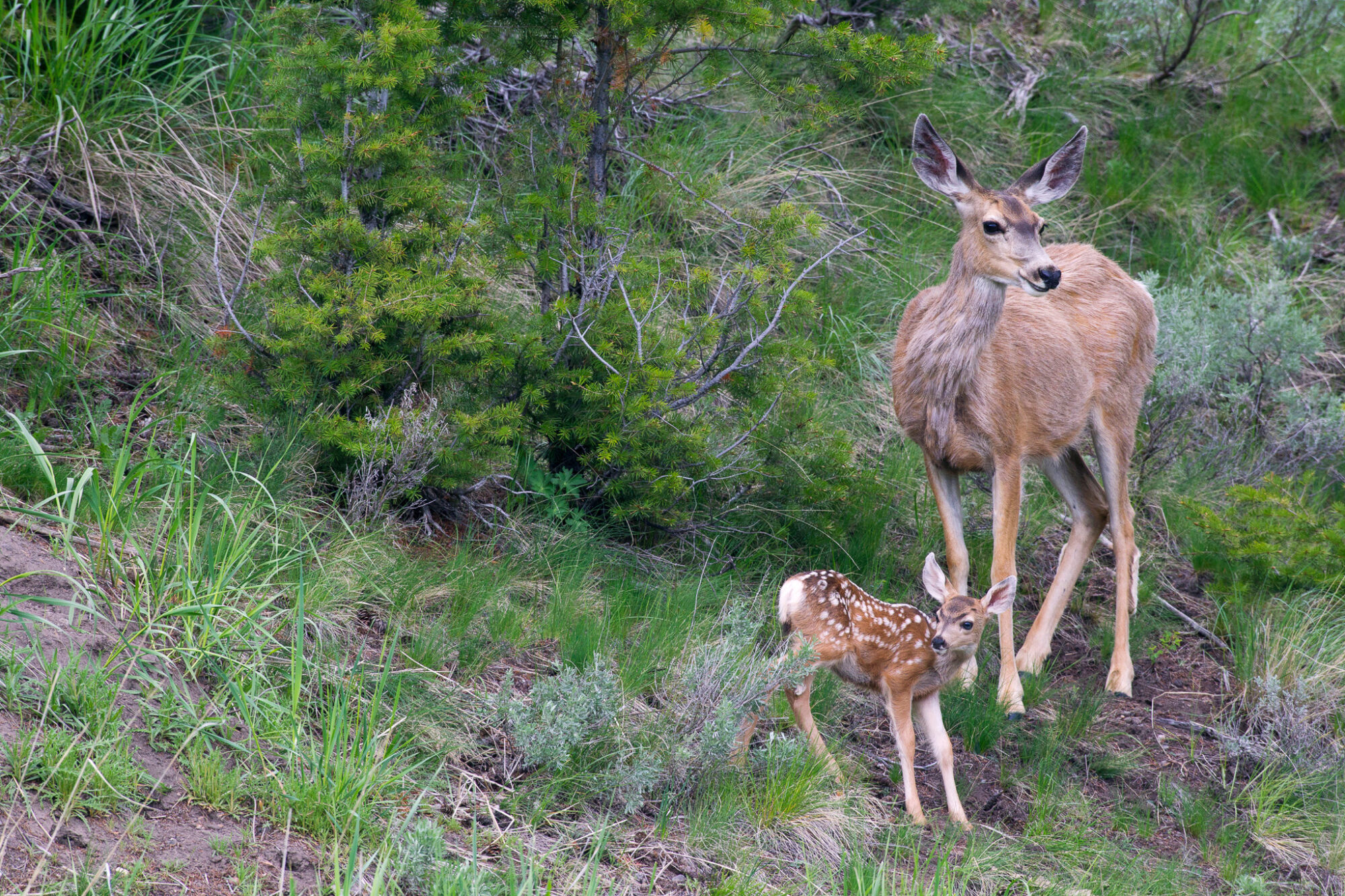 mule deer wtih fawn