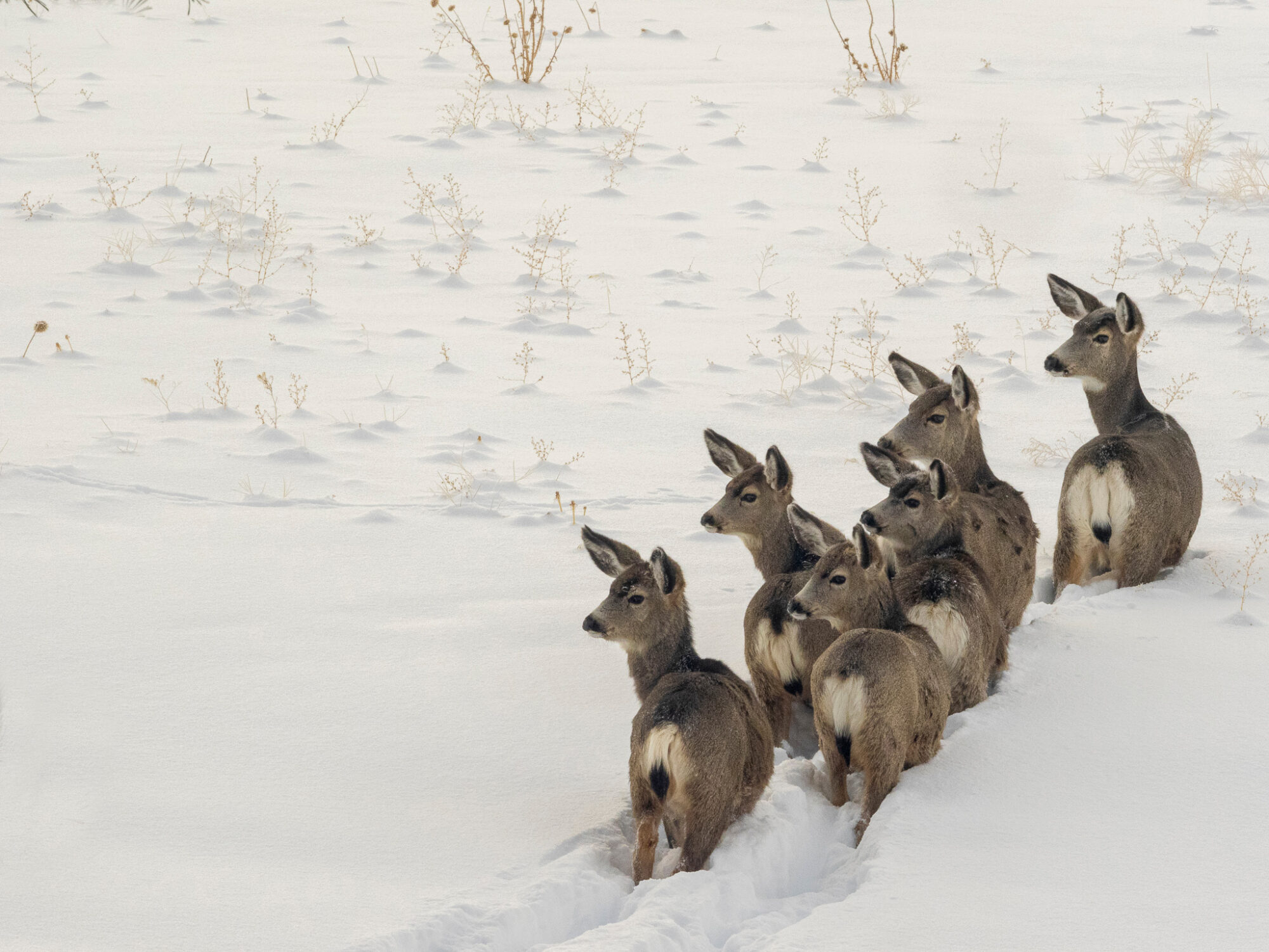 idaho mule deer snow