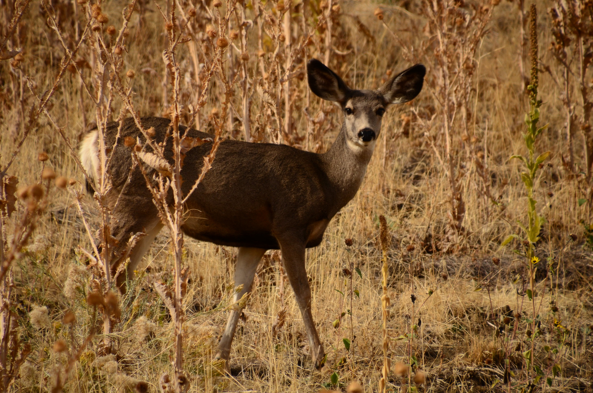 These States in the West and Great Plains Severely Cut Deer Tags This