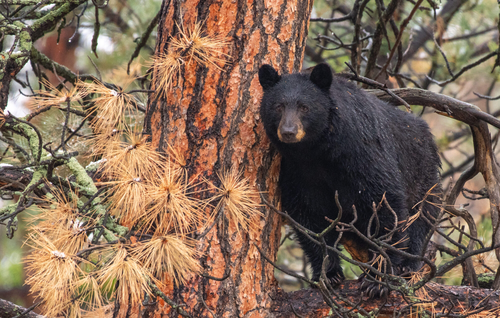 black bear in tree