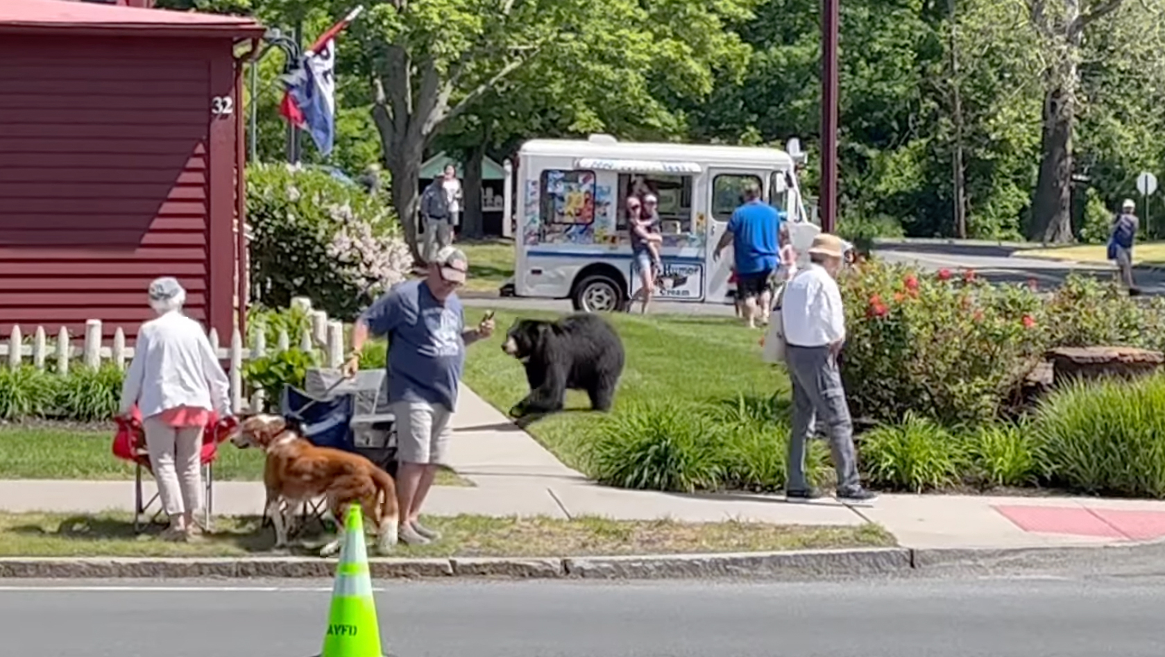 connecticut bear runs through parade