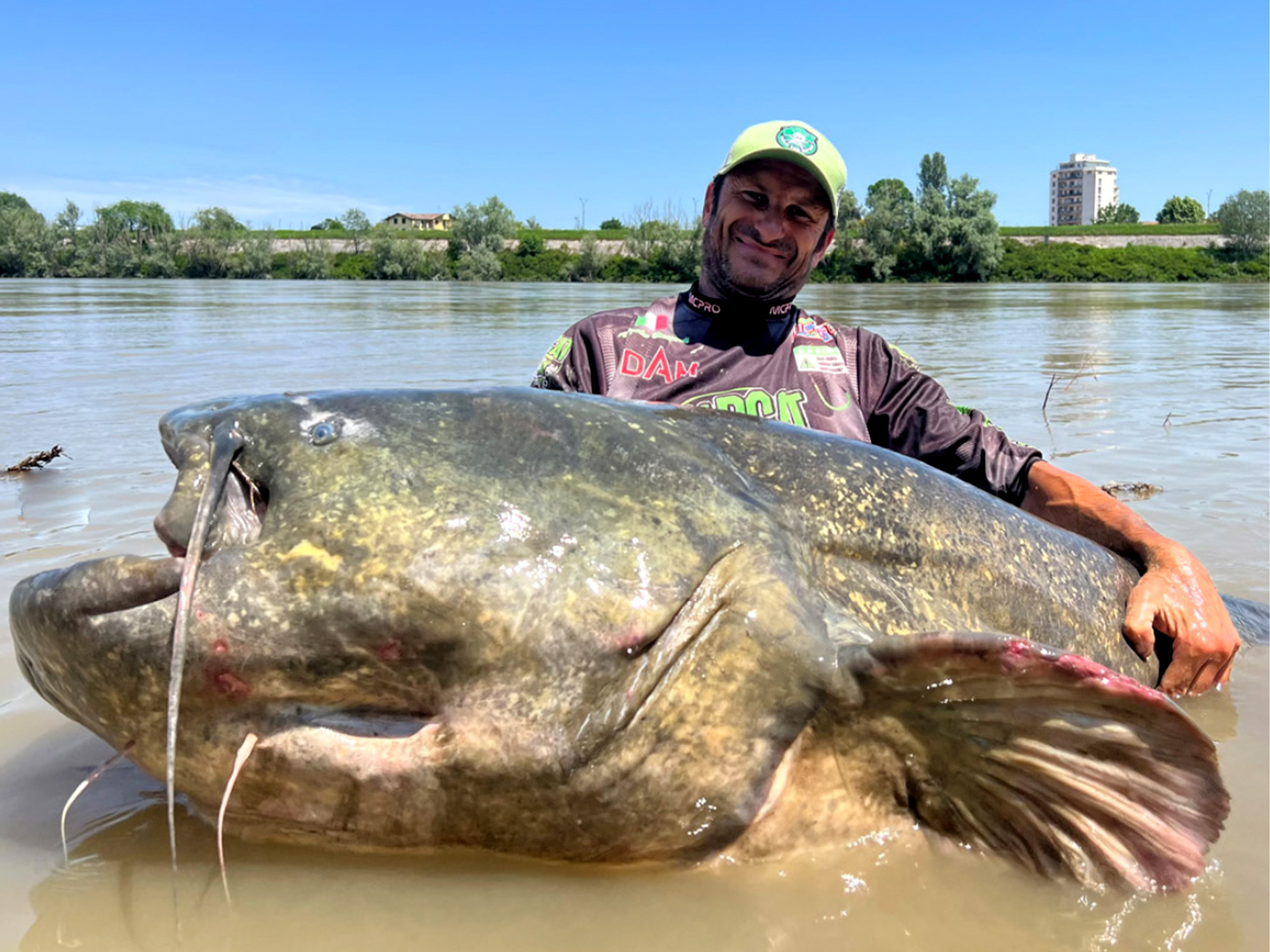 Giant record suze toadfish caught fishing in I hervey bay 🐟 Follow  @fishingnzaus for all the fishing content in NZ and Australia 🫡