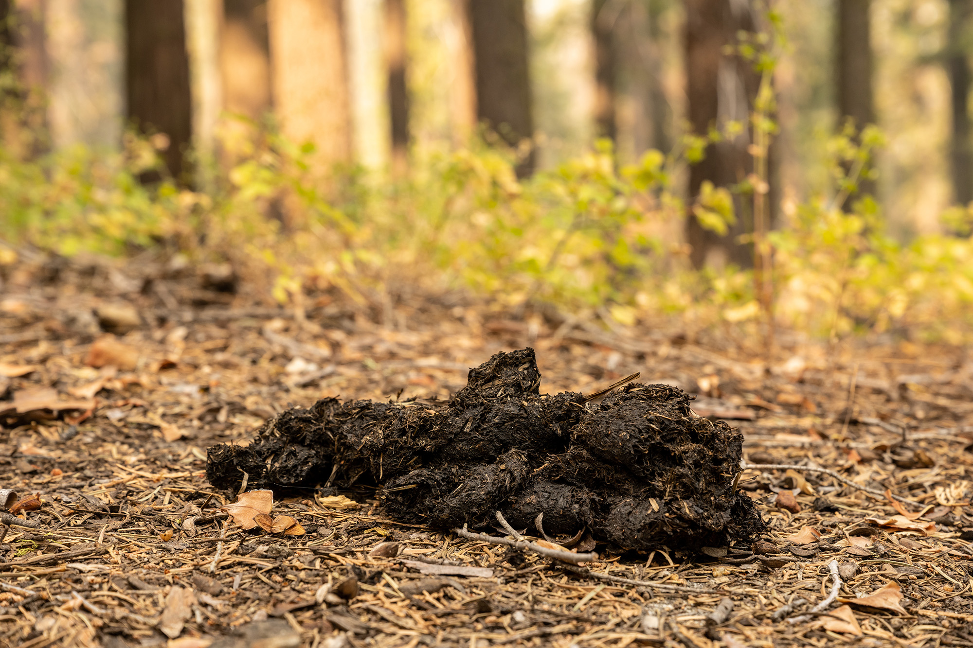 Bear Scat Identification 101 Outdoor Life 