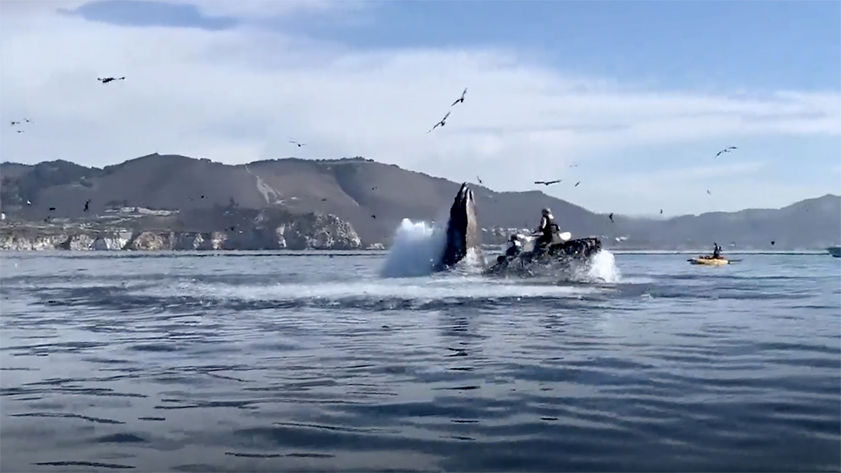 Watch: Whale Nearly Swallows Two Kayakers | Outdoor Life