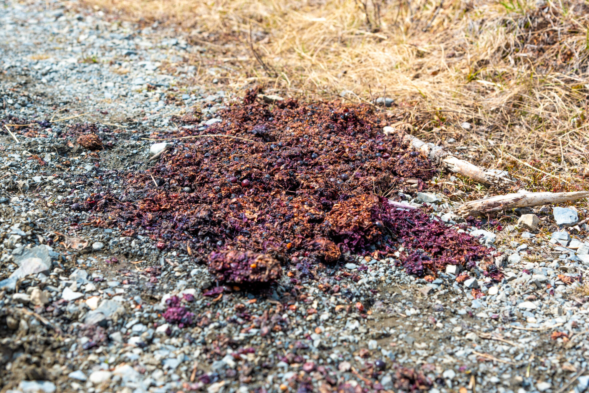 bear scat washed away