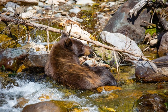 black bear attacks rafting guide