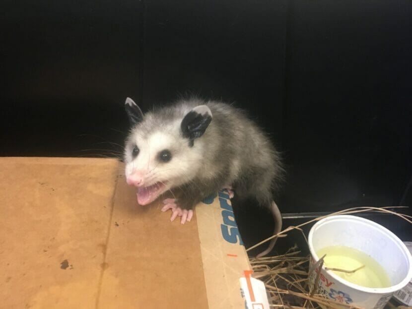 An Invasive Opossum Hitched A Ride To Alaska It Had Babies Outdoor Life