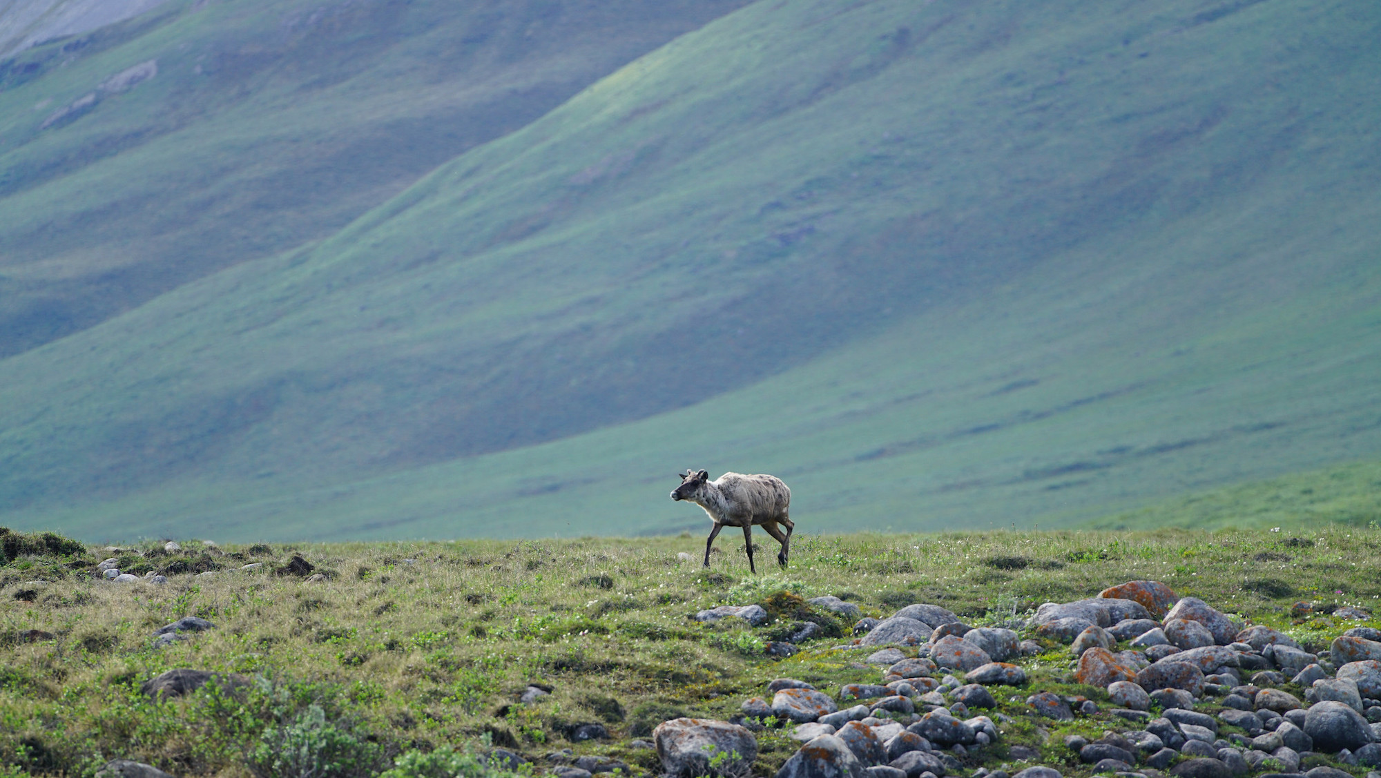 Lawsuits target Alaska predator-control program that killed 99 bears in  effort to boost caribou - Alaska Beacon