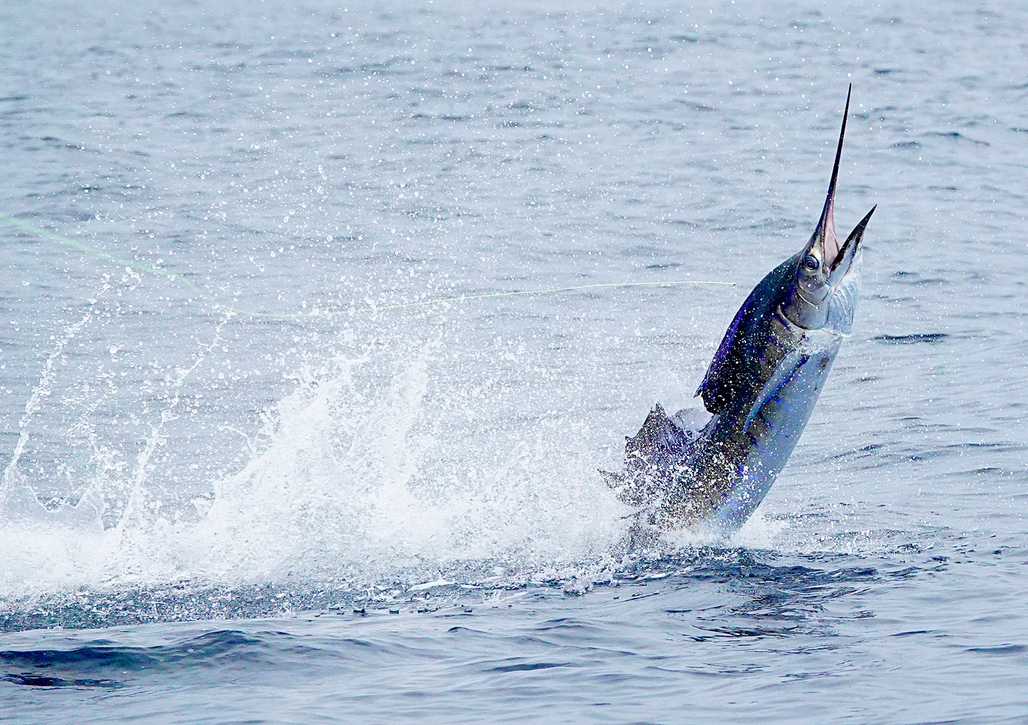 sailfish vs swordfish 1